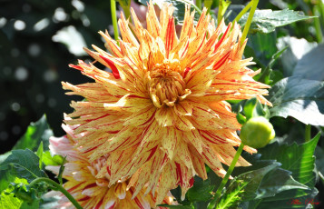 Картинка цветы георгины красота природа цветение цветок флора растение георгина ярко