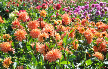 обоя цветы, георгины, красота, природа, цветение, цветок, растение, георгина, флора, ярко