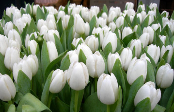 Картинка цветы тюльпаны весна лепестки сад