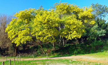 Картинка природа деревья простор