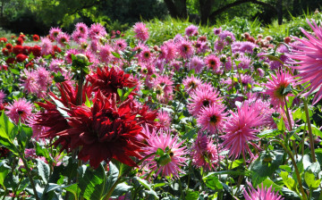 обоя цветы, георгины, красота, природа, цветение, цветок, флора, георгина, растение, ярко