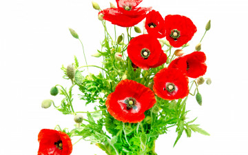 Картинка цветы маки красные белый фон