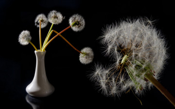 Картинка цветы одуванчики ваза одуванчик