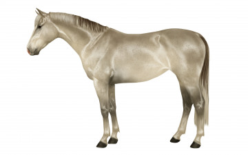 Картинка рисованное животные +лошади лошадь фон