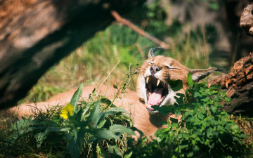 Картинка животные дикие+кошки сухостой растения оскал