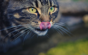 Картинка животные коты морда