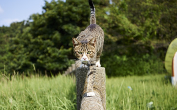 Картинка животные коты растения дервеья взгляд