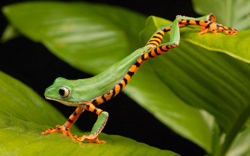 Картинка животные лягушки лягушка зеленая