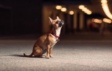 Картинка животные собаки песик