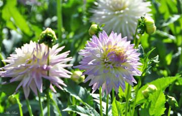 Картинка цветы георгины ярко красота природа цветение цветок флора георгина растение