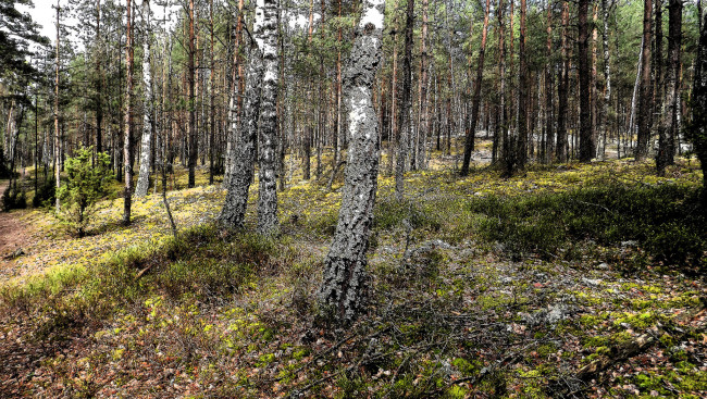 Обои картинки фото природа, лес, простор