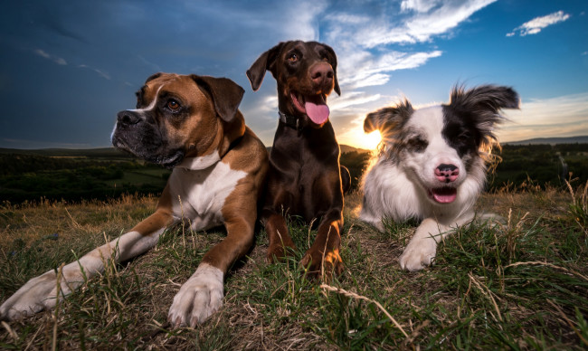 Обои картинки фото животные, собаки, песик