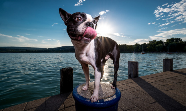 Обои картинки фото животные, собаки, песик