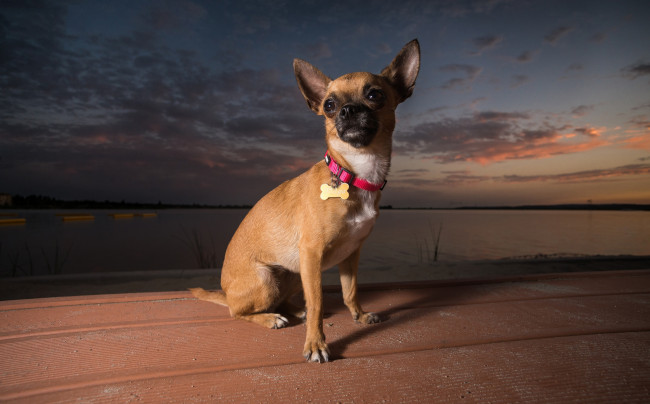 Обои картинки фото животные, собаки, песик