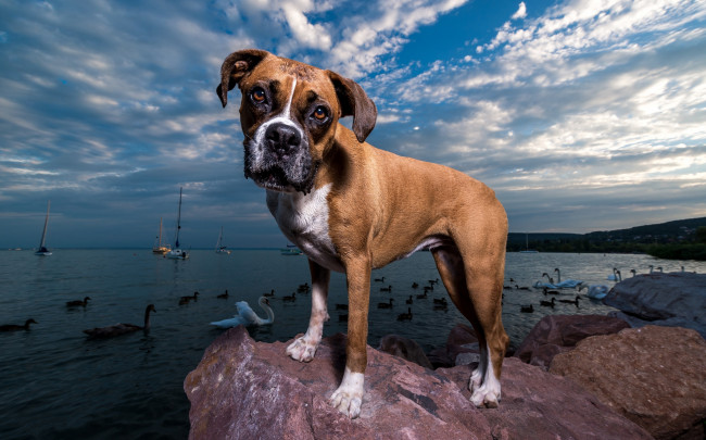 Обои картинки фото животные, собаки, песик