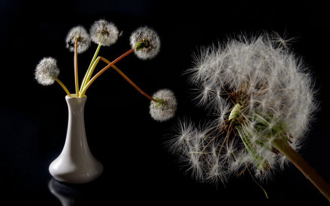 Обои картинки фото цветы, одуванчики, ваза, одуванчик
