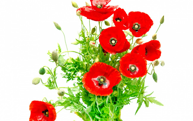 Обои картинки фото цветы, маки, красные, белый, фон