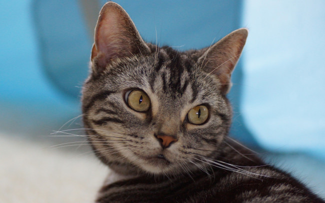 Обои картинки фото животные, коты, морда