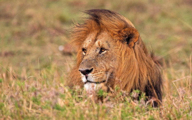 Обои картинки фото животные, львы, морда, растения, грива