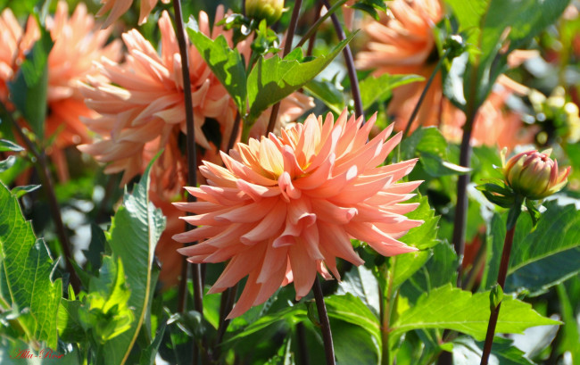 Обои картинки фото цветы, георгины, ярко, красота, природа, цветение, флора, цветок, георгина, растение