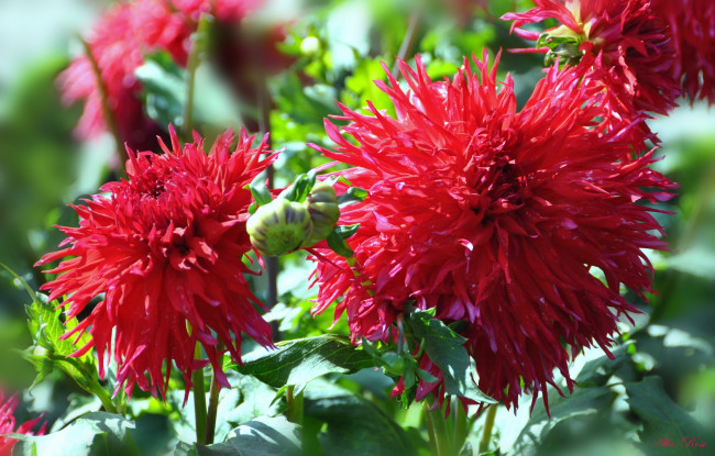 Обои картинки фото цветы, георгины, красота, природа, цветение, цветок, флора, георгина, растение, ярко