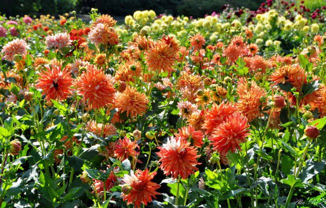 Обои картинки фото цветы, георгины, цветение, цветок, флора, георгина, растение, природа, красота, ярко