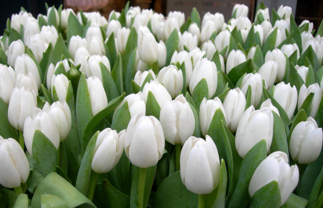 Обои картинки фото цветы, тюльпаны, весна, лепестки, сад