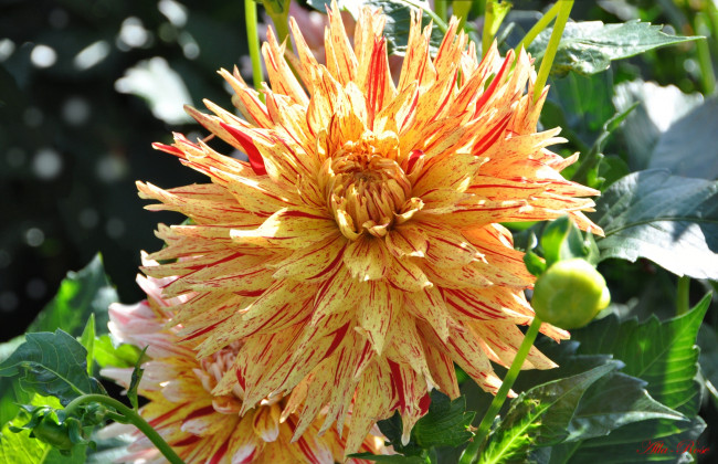 Обои картинки фото цветы, георгины, красота, природа, цветение, цветок, флора, растение, георгина, ярко