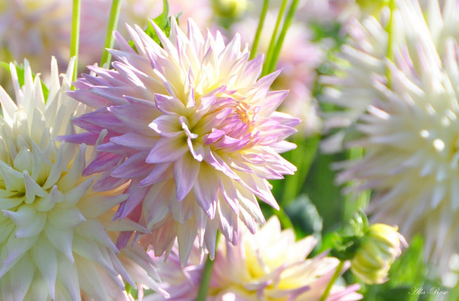 Обои картинки фото цветы, георгины, растение, ярко, красота, природа, цветение, цветок, флора, георгина