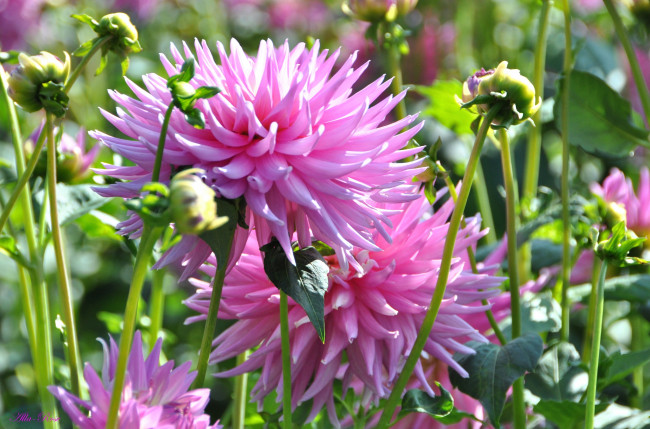 Обои картинки фото цветы, георгины, красота, природа, цветение, флора, цветок, георгина, растение, ярко