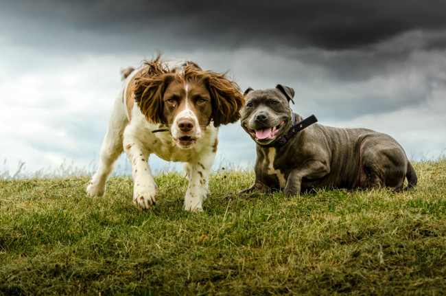 Обои картинки фото животные, собаки, песик