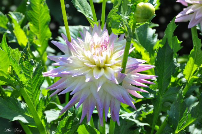 Обои картинки фото цветы, георгины, растение, ярко, красота, природа, цветение, цветок, флора, георгина