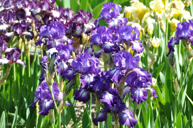 Обои картинки фото цветы, ирисы, май, флора, весна, красота