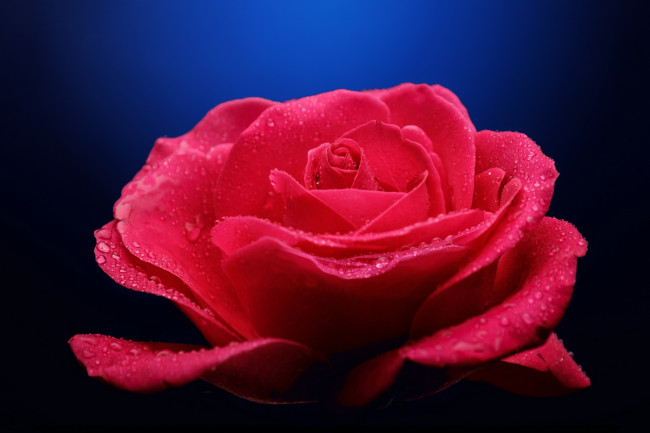 Обои картинки фото цветы, розы, blossoms, leaves, petals, bud, rose, цветение, листья, лепестки, бутон, роза