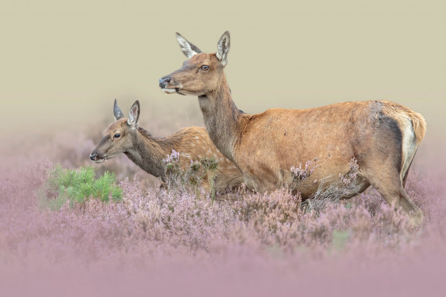 Обои картинки фото животные, олени, пара, природа