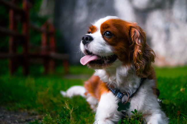 Обои картинки фото животные, собаки, песик