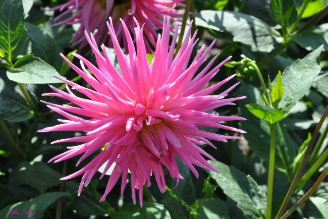 Обои картинки фото цветы, георгины, природа, цветение, цветок, флора, георгина, красота, растение, ярко