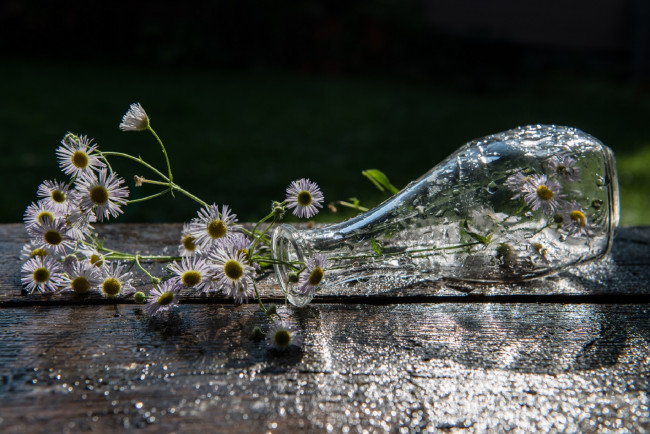 Обои картинки фото цветы, ромашки, ваза, капли