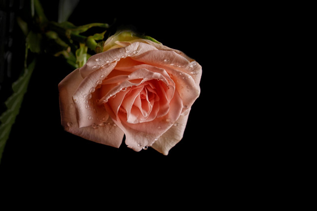 Обои картинки фото цветы, розы, leaves, petals, бутон, bud, rose, цветение, листья, роза, лепестки, blossoms