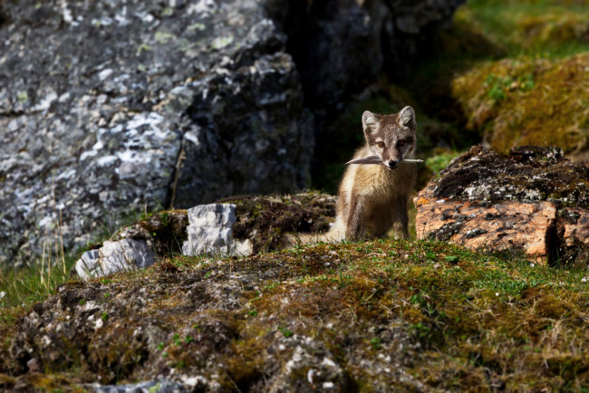 Обои картинки фото животные, песцы, горы, игра, группа, трава