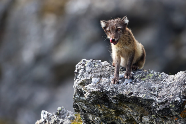 Обои картинки фото животные, песцы, горы, трава, игра, группа