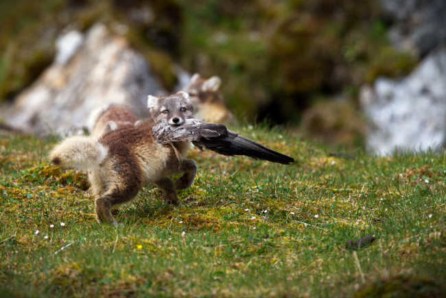 Обои картинки фото животные, песцы, трава, горы, игра, группа