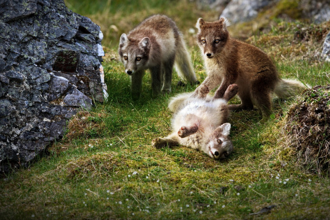 Обои картинки фото животные, песцы, трава, горы, игра, группа