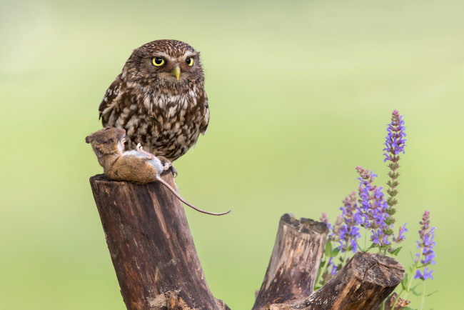 Обои картинки фото животные, разные вместе, цветы, мышь, добыча, сова, птица, птицы, мира, пень