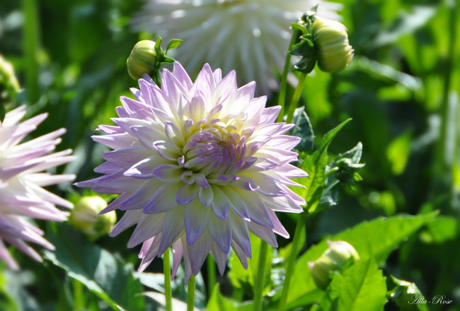 Обои картинки фото цветы, георгины, флора, ярко, растение, георгина, цветение, природа, красота, цветок