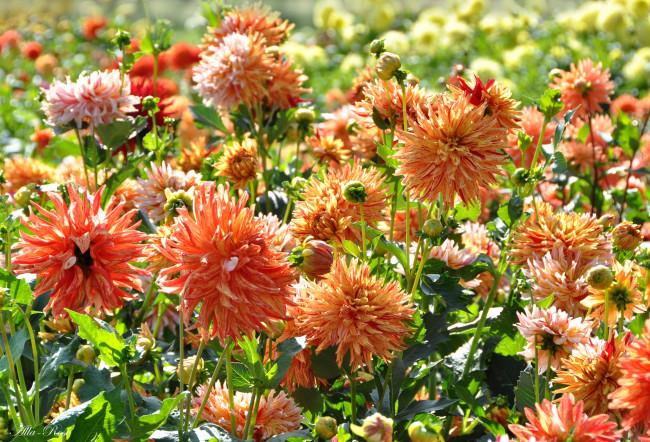 Обои картинки фото цветы, георгины, цветок, флора, георгина, растение, ярко, красота, природа, цветение