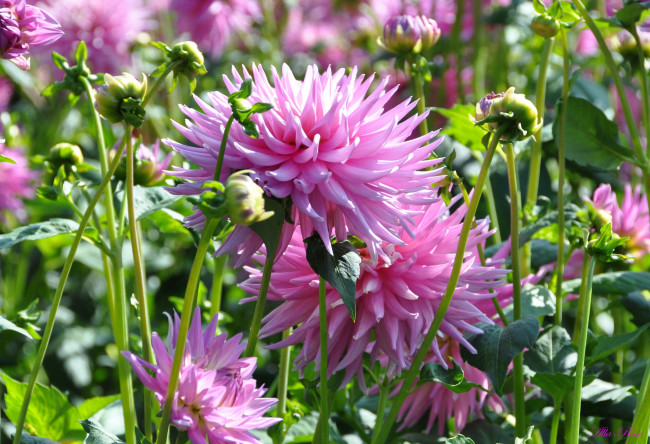 Обои картинки фото цветы, георгины, красота, природа, цветение, флора, георгина, растение, ярко, цветок