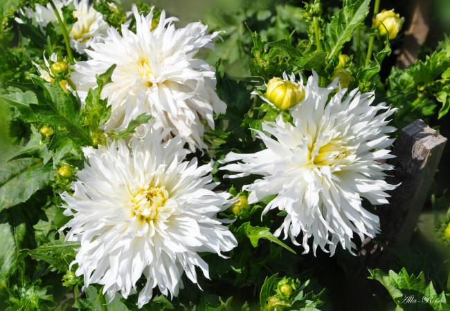 Обои картинки фото цветы, георгины, красота, природа, ярко, растение, георгина, флора, цветок, цветение