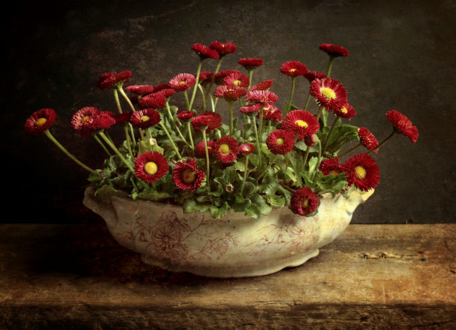 Обои картинки фото цветы, маргаритки, ваза, фон