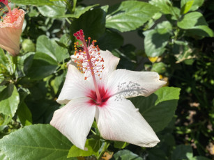 Картинка цветы гибискусы белый гибискус макро